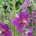 Verbascum phoeniceum 'Violetta' fleur